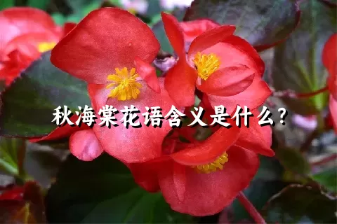 秋海棠花语含义是什么？