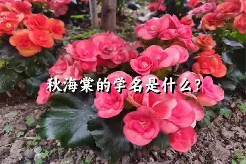 秋海棠的学名是什么？