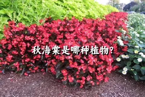 秋海棠是哪种植物？