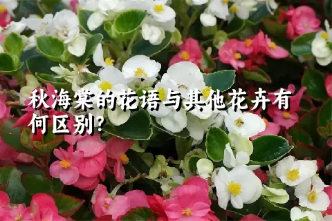 秋海棠的花语与其他花卉有何区别？