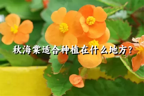 秋海棠适合种植在什么地方？