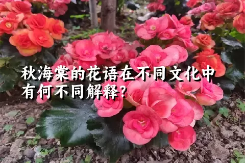 秋海棠的花语在不同文化中有何不同解释？