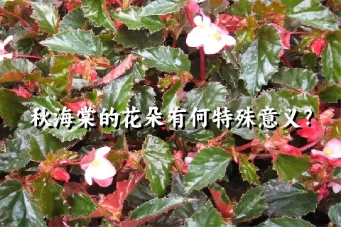 秋海棠的花朵有何特殊意义？