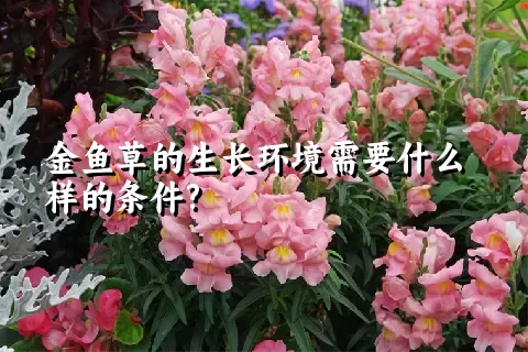 金鱼草的生长环境需要什么样的条件?