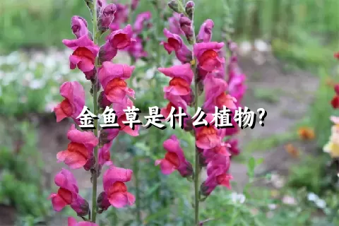 金鱼草是什么植物?