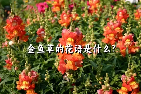 金鱼草的花语是什么?