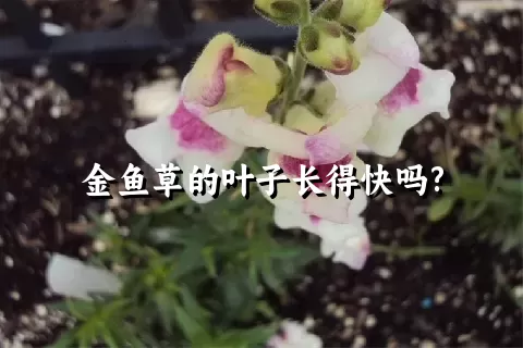 金鱼草的叶子长得快吗?