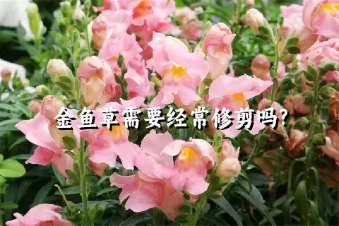 金鱼草需要经常修剪吗?