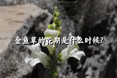 金鱼草的花期是什么时候?