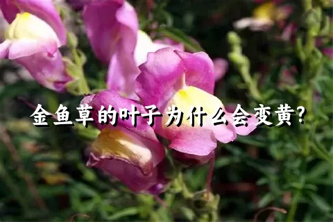 金鱼草的叶子为什么会变黄?