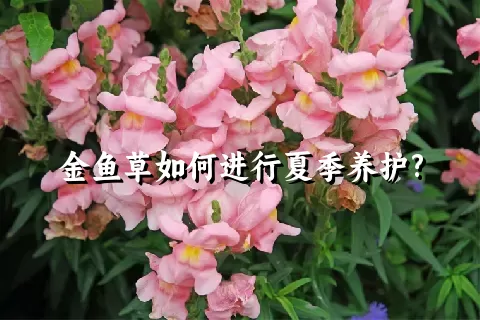 金鱼草如何进行夏季养护?