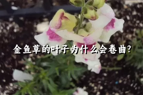 金鱼草的叶子为什么会卷曲?