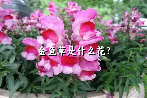 金鱼草是什么花？