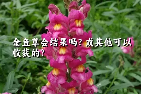 金鱼草会结果吗？或其他可以收获的？