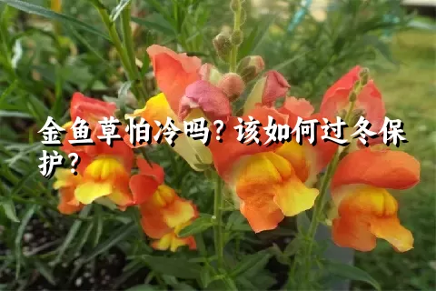 金鱼草怕冷吗？该如何过冬保护？