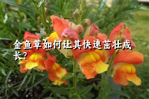 金鱼草如何让其快速茁壮成长？