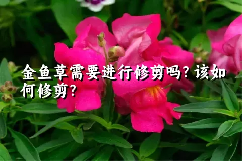 金鱼草需要进行修剪吗？该如何修剪？