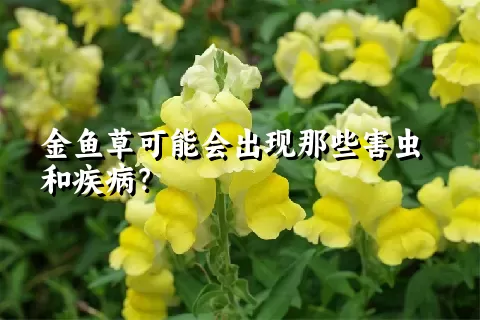 金鱼草可能会出现那些害虫和疾病？