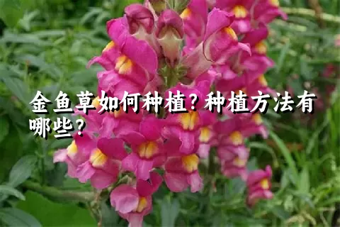 金鱼草如何种植？种植方法有哪些？