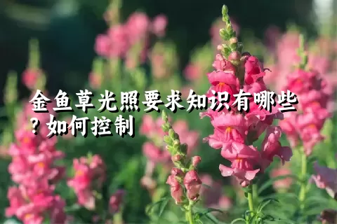 金鱼草光照要求知识有哪些？如何控制