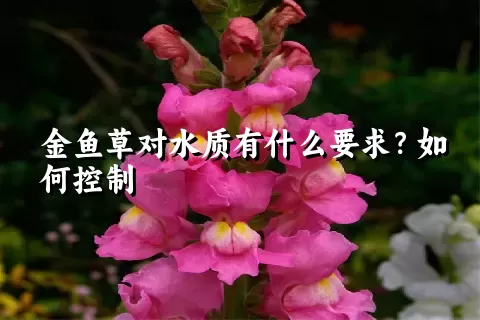 金鱼草对水质有什么要求？如何控制