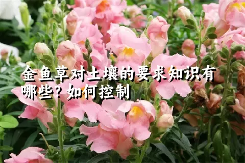 金鱼草对土壤的要求知识有哪些？如何控制