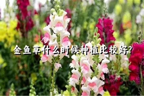 金鱼草什么时候种植比较好？