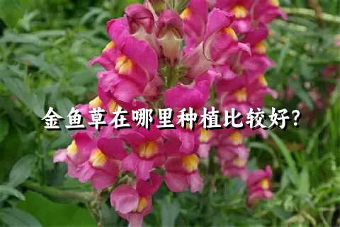 金鱼草在哪里种植比较好？