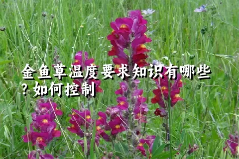 金鱼草温度要求知识有哪些？如何控制