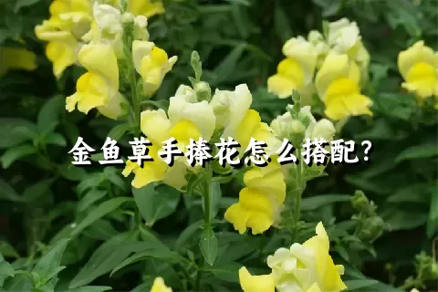 金鱼草手捧花怎么搭配？