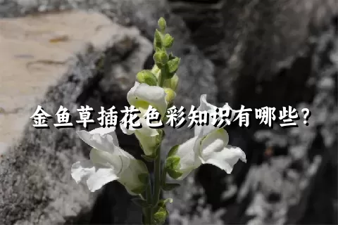 金鱼草插花色彩知识有哪些？