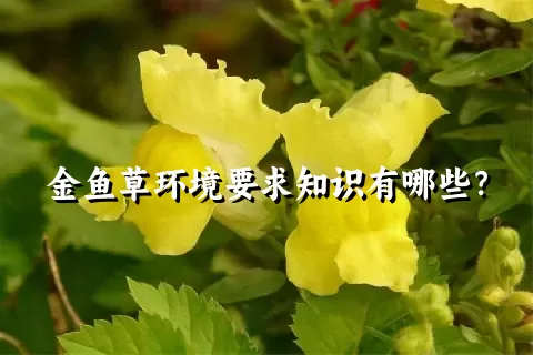 金鱼草环境要求知识有哪些？