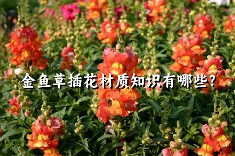 金鱼草插花材质知识有哪些？