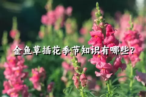 金鱼草插花季节知识有哪些？