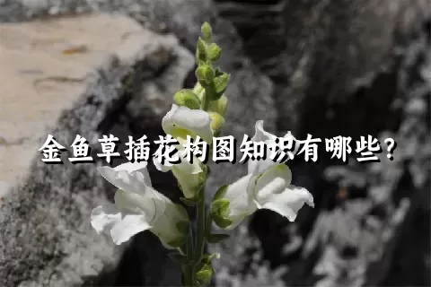 金鱼草插花构图知识有哪些？