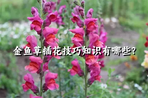 金鱼草插花技巧知识有哪些？