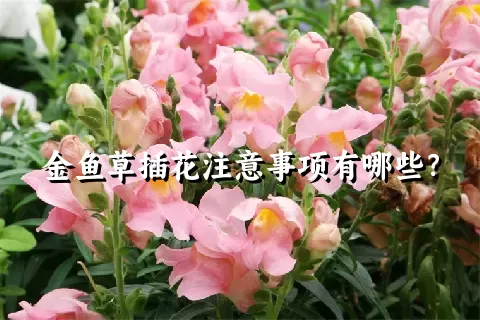 金鱼草插花注意事项有哪些？