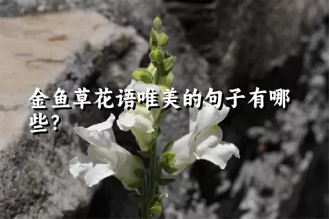 金鱼草花语唯美的句子有哪些？