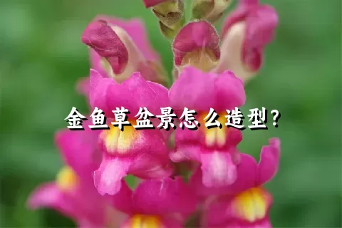 金鱼草盆景怎么造型？