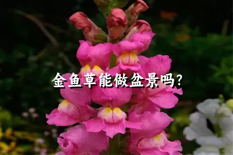 金鱼草能做盆景吗？