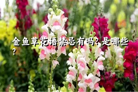 金鱼草花语禁忌有吗？是哪些？