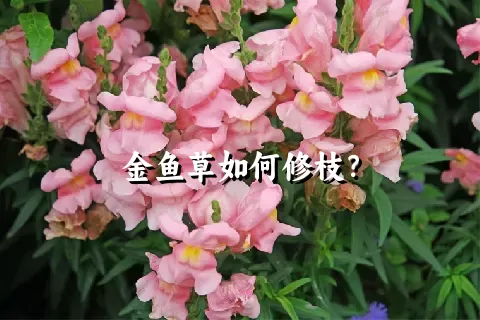 金鱼草如何修枝？