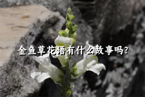 金鱼草花语有什么故事吗？