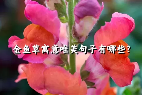 金鱼草寓意唯美句子有哪些？