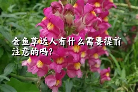 金鱼草送人有什么需要提前注意的吗？