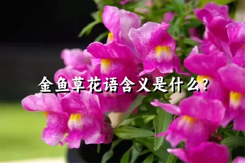 金鱼草花语含义是什么？