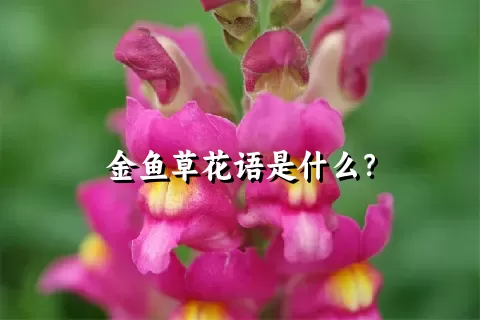 金鱼草花语是什么？