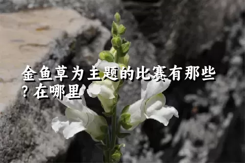 金鱼草为主题的比赛有那些？在哪里