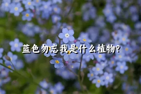 蓝色勿忘我是什么植物？