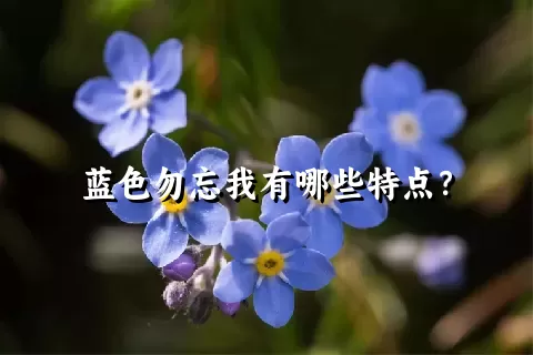 蓝色勿忘我有哪些特点？